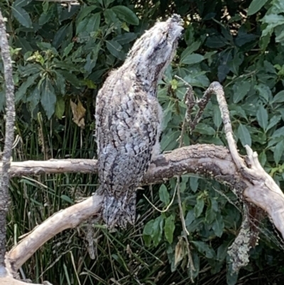 Podargus strigoides (Tawny Frogmouth) at Wingecarribee Local Government Area - 29 Nov 2019 by BLSHTwo