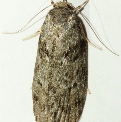 Philobota philostaura (A Concealer moth (Philobota group)) at Kambah, ACT - 29 Nov 2019 by Marthijn