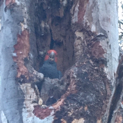 Callocephalon fimbriatum (Gang-gang Cockatoo) at GG146 - 29 Nov 2019 by KL