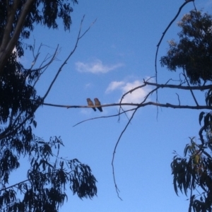 Callocephalon fimbriatum at Hughes, ACT - suppressed