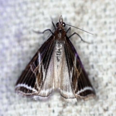 Phrataria transcissata (Dark Phrataria) at O'Connor, ACT - 28 Nov 2019 by ibaird