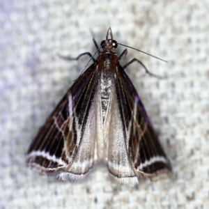 Phrataria transcissata at O'Connor, ACT - 28 Nov 2019