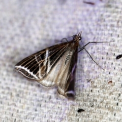 Phrataria transcissata at O'Connor, ACT - 28 Nov 2019 10:19 PM