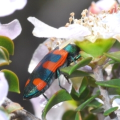 Castiarina klugii (Jewel beetle) at Jerrawangala, NSW - 23 Nov 2019 by Harrisi
