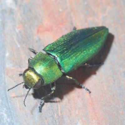 Melobasis sp. (genus) (Unidentified Melobasis jewel Beetle) at Jerrawangala National Park - 23 Nov 2019 by Harrisi