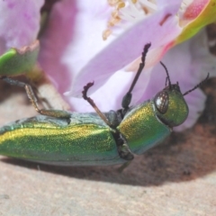 Melobasis sp. (genus) at Jerrawangala, NSW - 23 Nov 2019 02:44 PM