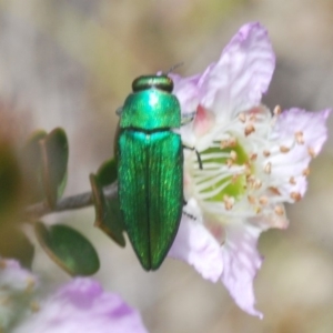 Melobasis sp. (genus) at Jerrawangala, NSW - 23 Nov 2019 02:44 PM