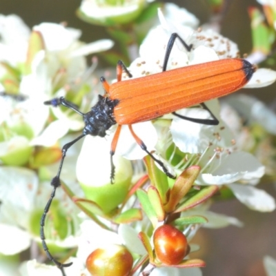 Tritocosmia atricilla (Longhorn or longicorn beetle) at Coolumburra, NSW - 23 Nov 2019 by Harrisi