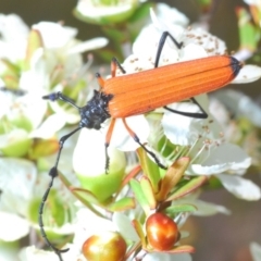 Unidentified Longhorn beetle (Cerambycidae) (TBC) at Coolumburra, NSW - 23 Nov 2019 by Harrisi