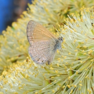 Nacaduba biocellata at Paddys River, ACT - 27 Nov 2019