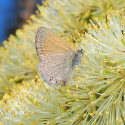 Nacaduba biocellata (Two-spotted Line-Blue) at Paddys River, ACT - 27 Nov 2019 by Harrisi