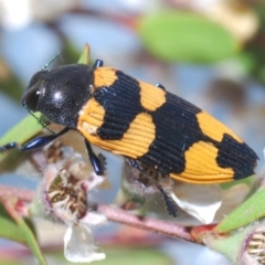 Castiarina thomsoni (A jewel beetle) at Lower Cotter Catchment - 19 Nov 2019 by Harrisi