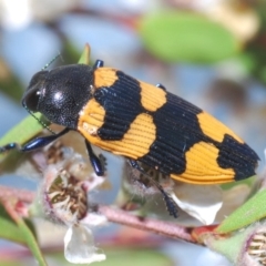 Castiarina thomsoni (A jewel beetle) at Cotter River, ACT - 19 Nov 2019 by Harrisi