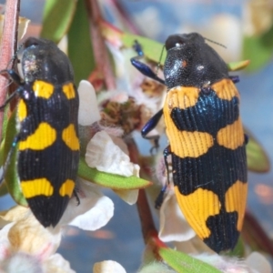 Castiarina thomsoni at Cotter River, ACT - 19 Nov 2019