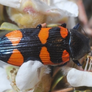 Castiarina thomsoni at Cotter River, ACT - 19 Nov 2019