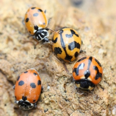 Coccinella transversalis (Transverse Ladybird) at Tathra, NSW - 26 Nov 2019 by KerryVance2