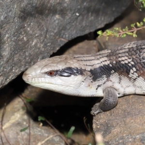 Tiliqua scincoides scincoides at Acton, ACT - 26 Nov 2019