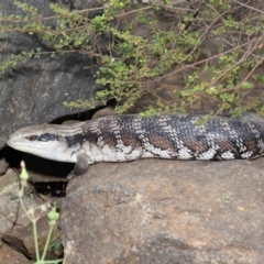 Tiliqua scincoides scincoides at Acton, ACT - 26 Nov 2019