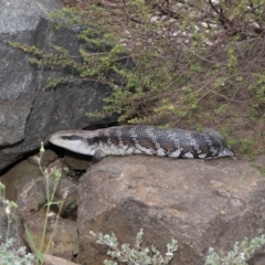 Tiliqua scincoides scincoides at Acton, ACT - 26 Nov 2019