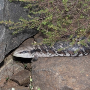 Tiliqua scincoides scincoides at Acton, ACT - 26 Nov 2019 01:57 PM