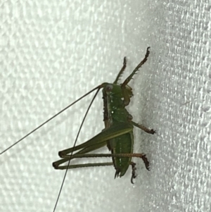 Tettigoniidae (family) at Aranda, ACT - 30 Nov 2019