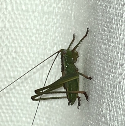 Tettigoniidae (family) (Unidentified katydid) at Aranda, ACT - 30 Nov 2019 by Jubeyjubes