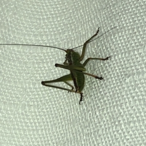 Tettigoniidae (family) at Aranda, ACT - 30 Nov 2019