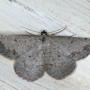 Taxeotis intextata at Ainslie, ACT - 28 Nov 2019 11:06 PM