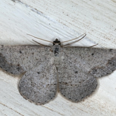 Taxeotis intextata (Looper Moth, Grey Taxeotis) at Ainslie, ACT - 28 Nov 2019 by jb2602