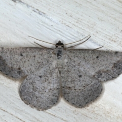 Taxeotis intextata (Looper Moth, Grey Taxeotis) at Ainslie, ACT - 28 Nov 2019 by jbromilow50