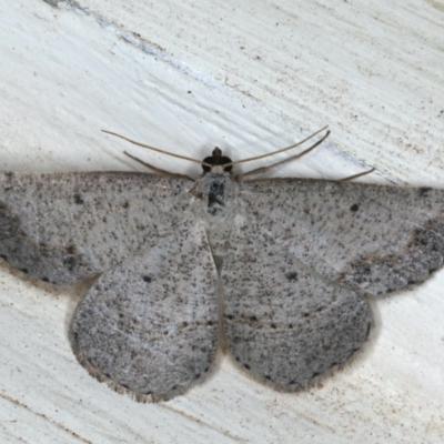 Taxeotis intextata (Looper Moth, Grey Taxeotis) at Ainslie, ACT - 28 Nov 2019 by jbromilow50