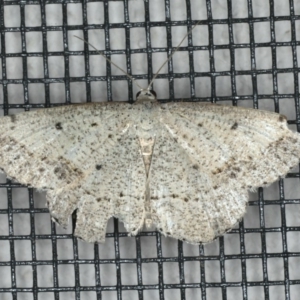 Taxeotis intextata at Ainslie, ACT - 28 Nov 2019 11:06 PM