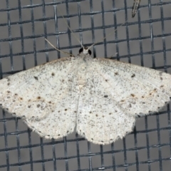 Taxeotis intextata at Ainslie, ACT - 28 Nov 2019 11:06 PM