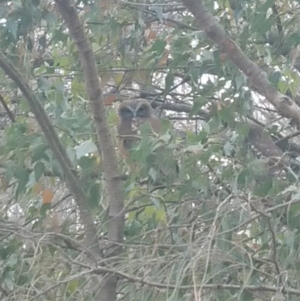 Ninox boobook at Hackett, ACT - 30 Nov 2019 08:12 AM