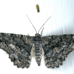 Unplaced externaria (Mahogany Bark Moth (formerly Hypomecis externaria)) at Ainslie, ACT - 28 Nov 2019 by jbromilow50