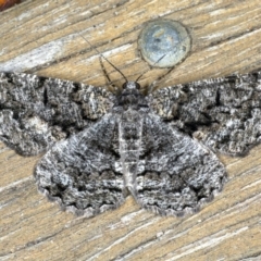 Unplaced externaria (Mahogany Bark Moth (formerly Hypomecis externaria)) at Ainslie, ACT - 28 Nov 2019 by jbromilow50