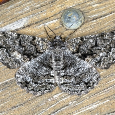 Unplaced externaria (Mahogany Bark Moth) at Ainslie, ACT - 28 Nov 2019 by jb2602
