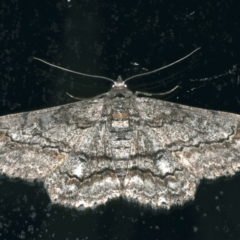 Cleora displicata (A Cleora Bark Moth) at Ainslie, ACT - 28 Nov 2019 by jbromilow50