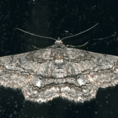 Cleora displicata (A Cleora Bark Moth (Boarmiini) at Ainslie, ACT - 28 Nov 2019 by jb2602