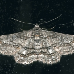 Cleora displicata (A Cleora Bark Moth) at Ainslie, ACT - 28 Nov 2019 by jb2602