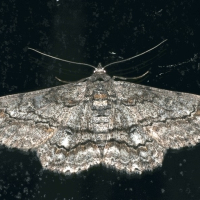 Cleora displicata (A Cleora Bark Moth (Boarmiini) at Ainslie, ACT - 28 Nov 2019 by jb2602