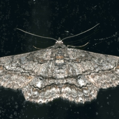 Cleora displicata (A Cleora Bark Moth) at Ainslie, ACT - 28 Nov 2019 by jb2602