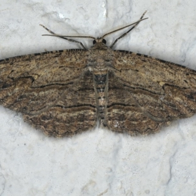 Ectropis (genus) (An engrailed moth) at Ainslie, ACT - 28 Nov 2019 by jbromilow50