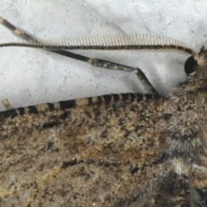 Ectropis (genus) at Ainslie, ACT - 28 Nov 2019