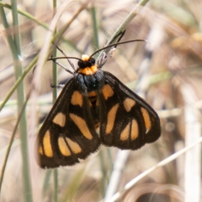 Amata (genus) (Handmaiden Moth) at Stromlo, ACT - 27 Nov 2019 by SWishart