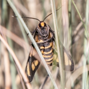 Amata (genus) at Stromlo, ACT - 27 Nov 2019 10:56 AM