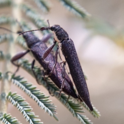 Rhinotia phoenicoptera (Belid weevil) at Uriarra Recreation Reserve - 27 Nov 2019 by SWishart