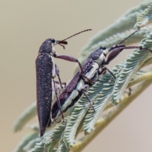 Rhinotia phoenicoptera at Coree, ACT - 27 Nov 2019 01:28 PM