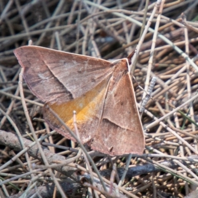 Epidesmia chilonaria (Golden-winged Epidesmia) at Coree, ACT - 27 Nov 2019 by SWishart