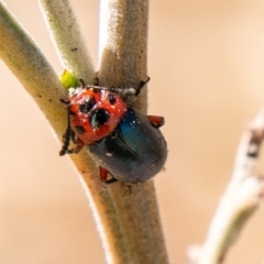 Calomela moorei (Acacia Leaf Beetle) at Stromlo, ACT - 26 Nov 2019 by SWishart